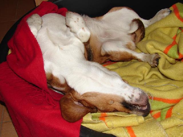 Фотографии к статье: Бигль (Beagle) / Советы по уходу и воспитанию породы собак, описание собаки, помощь при болезнях, фотографии, дискусии и форум.