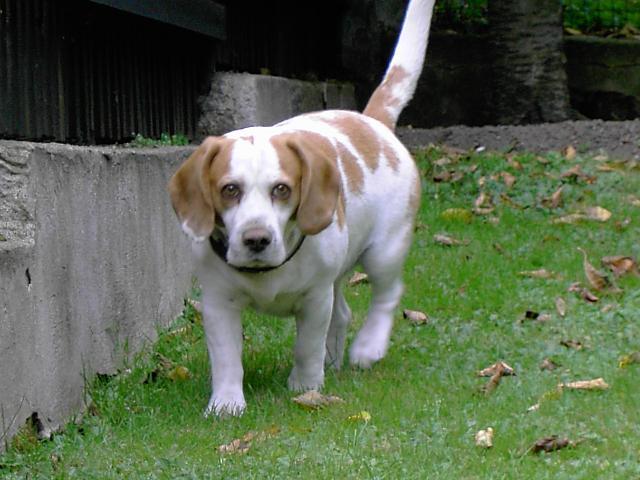 Фотографии к статье: Бигль (Beagle) / Советы по уходу и воспитанию породы собак, описание собаки, помощь при болезнях, фотографии, дискусии и форум.