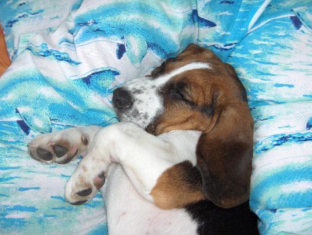 Фотографии к статье: Бигль (Beagle) / Советы по уходу и воспитанию породы собак, описание собаки, помощь при болезнях, фотографии, дискусии и форум.