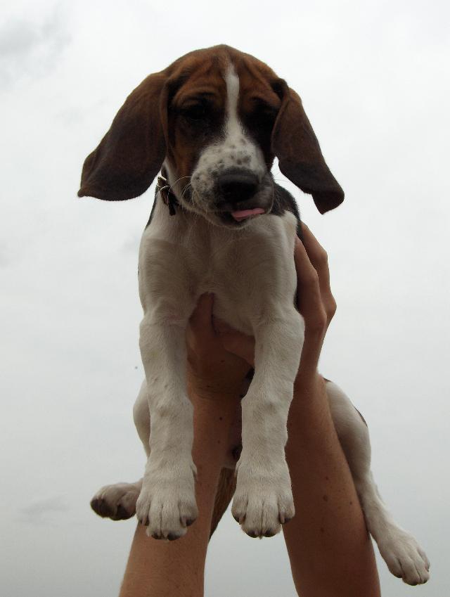 Фотографии к статье: Бигль (Beagle) / Советы по уходу и воспитанию породы собак, описание собаки, помощь при болезнях, фотографии, дискусии и форум.