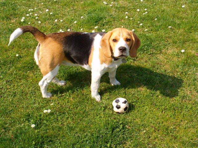 Фотографии к статье: Бигль (Beagle) / Советы по уходу и воспитанию породы собак, описание собаки, помощь при болезнях, фотографии, дискусии и форум.