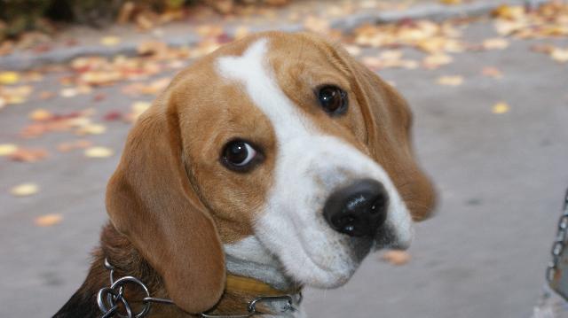 Фотографии к статье: Бигль (Beagle) / Советы по уходу и воспитанию породы собак, описание собаки, помощь при болезнях, фотографии, дискусии и форум.