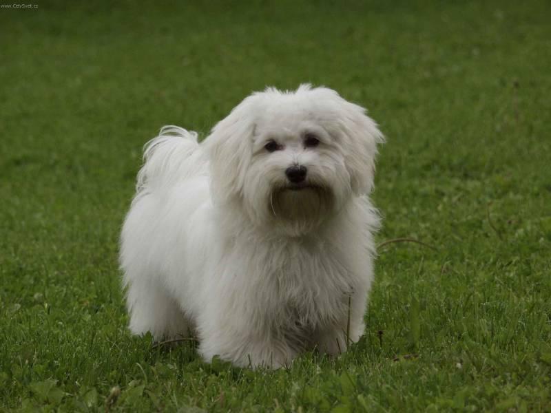 Фотографии к статье: Бишон-хаванез (Bichon Havanais, Havanese) / Советы по уходу и воспитанию породы собак, описание собаки, помощь при болезнях, фотографии, дискусии и форум.