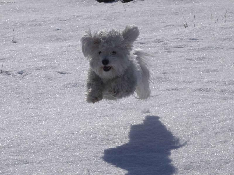 Фотографии к статье: Бишон-хаванез (Bichon Havanais, Havanese) / Советы по уходу и воспитанию породы собак, описание собаки, помощь при болезнях, фотографии, дискусии и форум.