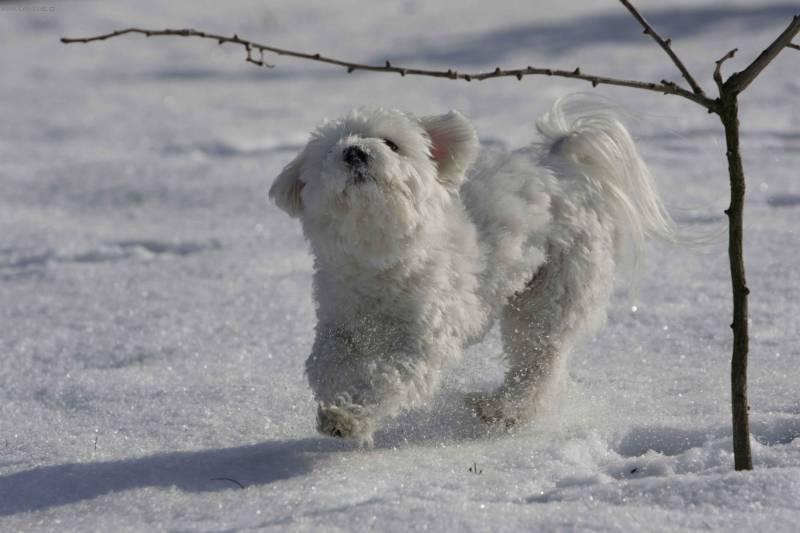 Фотографии к статье: Бишон-хаванез (Bichon Havanais, Havanese) / Советы по уходу и воспитанию породы собак, описание собаки, помощь при болезнях, фотографии, дискусии и форум.