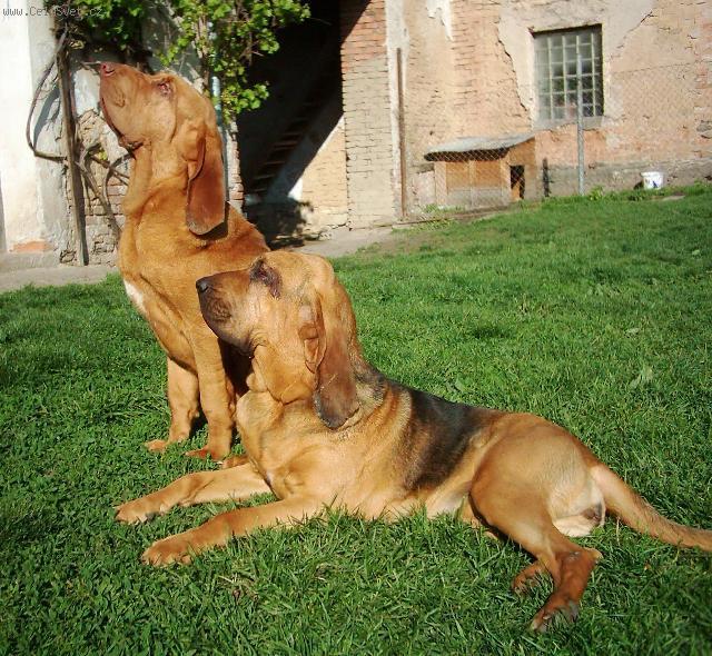 Фотографии к статье: Бладхаунд (Шьен де Сен-юбер) (Chien de Saint-Hubert) / Советы по уходу и воспитанию породы собак, описание собаки, помощь при болезнях, фотографии, дискусии и форум.