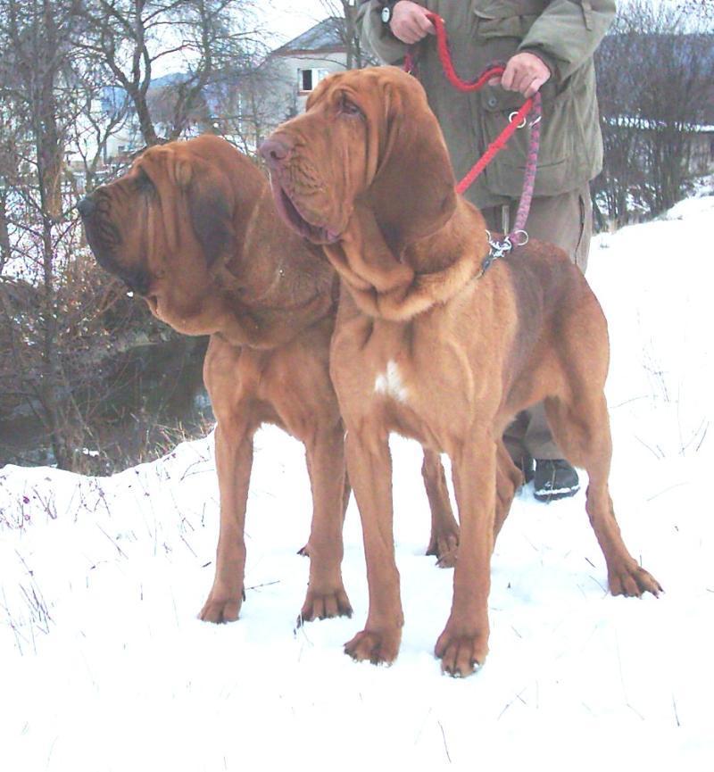 Фотографии к статье: Бладхаунд (Шьен де Сен-юбер) (Chien de Saint-Hubert) / Советы по уходу и воспитанию породы собак, описание собаки, помощь при болезнях, фотографии, дискусии и форум.