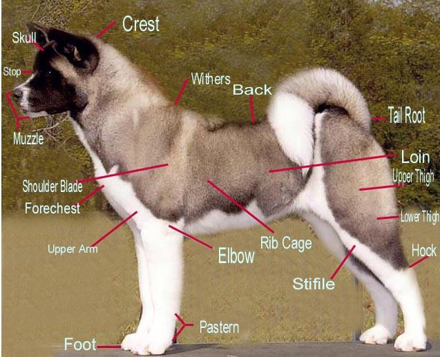 Фотографии к статье: Большая японская собака (американская акита) (American akita) / Советы по уходу и воспитанию породы собак, описание собаки, помощь при болезнях, фотографии, дискусии и форум.