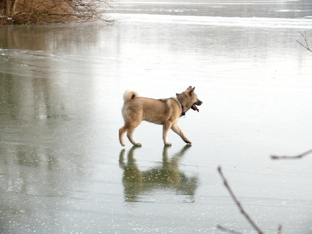 Фотографии к статье: Большая японская собака (американская акита) (American akita) / Советы по уходу и воспитанию породы собак, описание собаки, помощь при болезнях, фотографии, дискусии и форум.