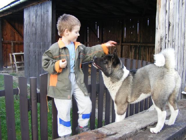 Фотографии к статье: Большая японская собака (американская акита) (American akita) / Советы по уходу и воспитанию породы собак, описание собаки, помощь при болезнях, фотографии, дискусии и форум.