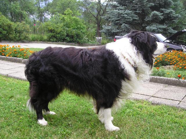 Фотографии к статье: Бордер-колли (Border Collie) / Советы по уходу и воспитанию породы собак, описание собаки, помощь при болезнях, фотографии, дискусии и форум.