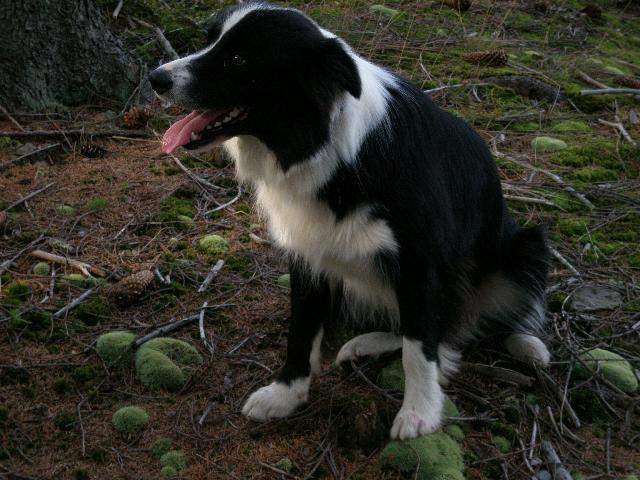 Фотографии к статье: Бордер-колли (Border Collie) / Советы по уходу и воспитанию породы собак, описание собаки, помощь при болезнях, фотографии, дискусии и форум.