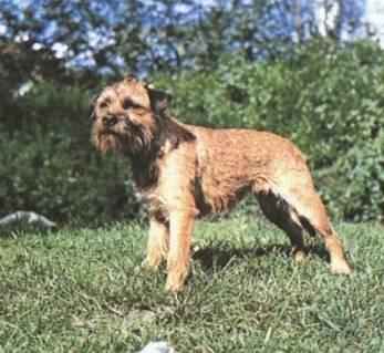 Фотографии к статье: Бордер-терьер (Border Terrier) / Советы по уходу и воспитанию породы собак, описание собаки, помощь при болезнях, фотографии, дискусии и форум.