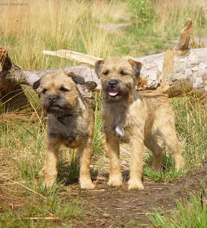 Фотографии к статье: Бордер-терьер (Border Terrier) / Советы по уходу и воспитанию породы собак, описание собаки, помощь при болезнях, фотографии, дискусии и форум.