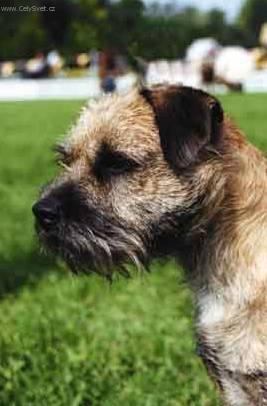 Фотографии к статье: Бордер-терьер (Border Terrier) / Советы по уходу и воспитанию породы собак, описание собаки, помощь при болезнях, фотографии, дискусии и форум.