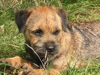 Фотографии к статье: Бордер-терьер (Border Terrier) / Советы по уходу и воспитанию породы собак, описание собаки, помощь при болезнях, фотографии, дискусии и форум.