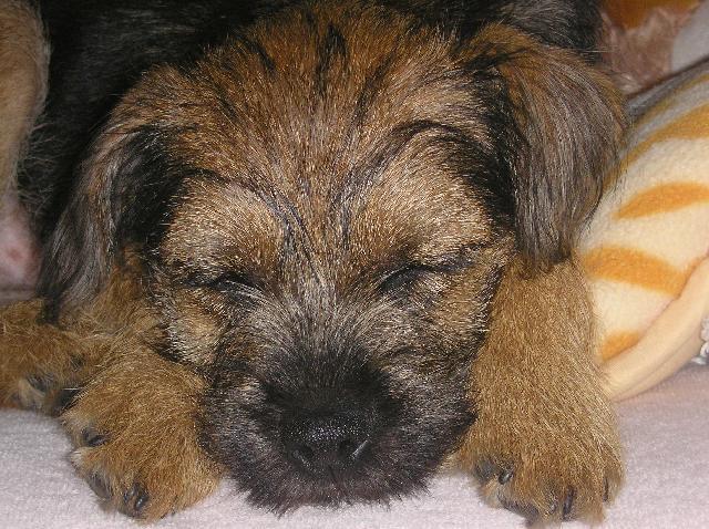 Фотографии к статье: Бордер-терьер (Border Terrier) / Советы по уходу и воспитанию породы собак, описание собаки, помощь при болезнях, фотографии, дискусии и форум.