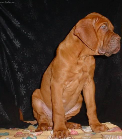 Фотографии к статье: Бордоский дог (Dogue de Bordeaux) / Советы по уходу и воспитанию породы собак, описание собаки, помощь при болезнях, фотографии, дискусии и форум.