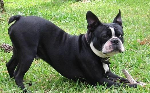 Фотографии к статье: Бостонский терьер (Boston Terrier) / Советы по уходу и воспитанию породы собак, описание собаки, помощь при болезнях, фотографии, дискусии и форум.