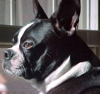 Фотографии к статье: Бостонский терьер (Boston Terrier) / Советы по уходу и воспитанию породы собак, описание собаки, помощь при болезнях, фотографии, дискусии и форум.