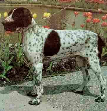 Фотографии к статье: Бракк овернский (Auvergne pointer) / Советы по уходу и воспитанию породы собак, описание собаки, помощь при болезнях, фотографии, дискусии и форум.