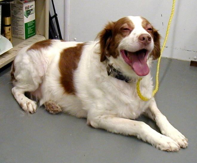 Фотографии к статье: Бретонский спаниель (Brittany Spaniel) / Советы по уходу и воспитанию породы собак, описание собаки, помощь при болезнях, фотографии, дискусии и форум.