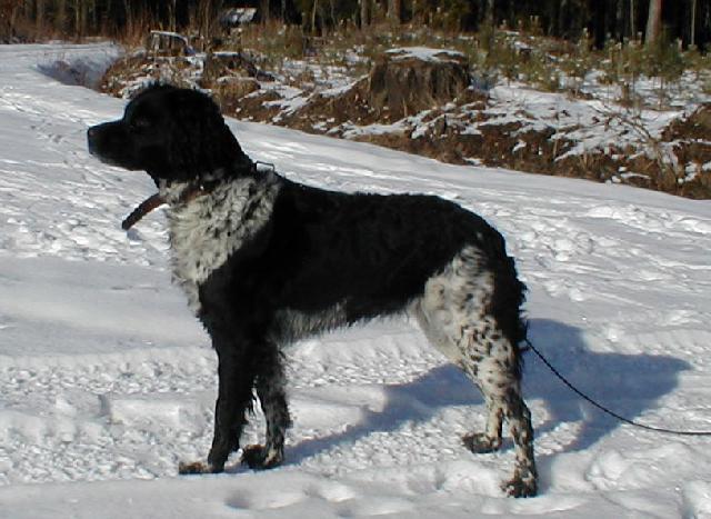 Фотографии к статье: Бретонский спаниель (Brittany Spaniel) / Советы по уходу и воспитанию породы собак, описание собаки, помощь при болезнях, фотографии, дискусии и форум.