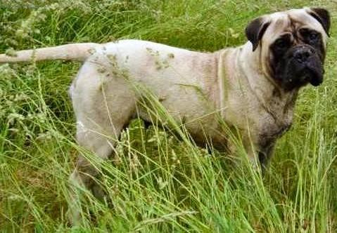 Фотографии к статье: Бульмастиф (Bullmastiff) / Советы по уходу и воспитанию породы собак, описание собаки, помощь при болезнях, фотографии, дискусии и форум.