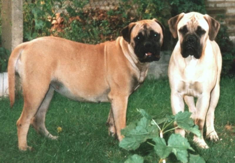 Фотографии к статье: Бульмастиф (Bullmastiff) / Советы по уходу и воспитанию породы собак, описание собаки, помощь при болезнях, фотографии, дискусии и форум.