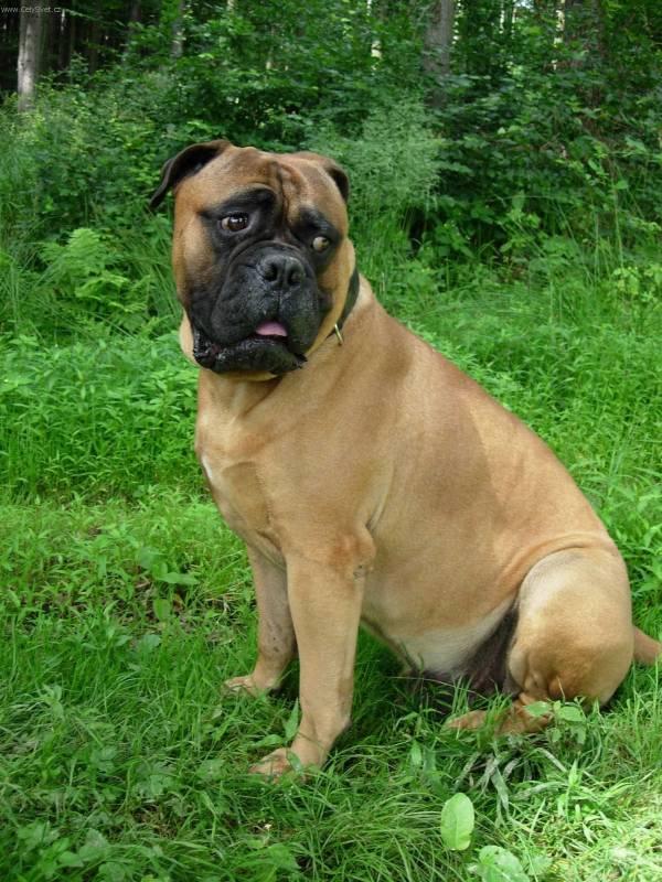 Фотографии к статье: Бульмастиф (Bullmastiff) / Советы по уходу и воспитанию породы собак, описание собаки, помощь при болезнях, фотографии, дискусии и форум.