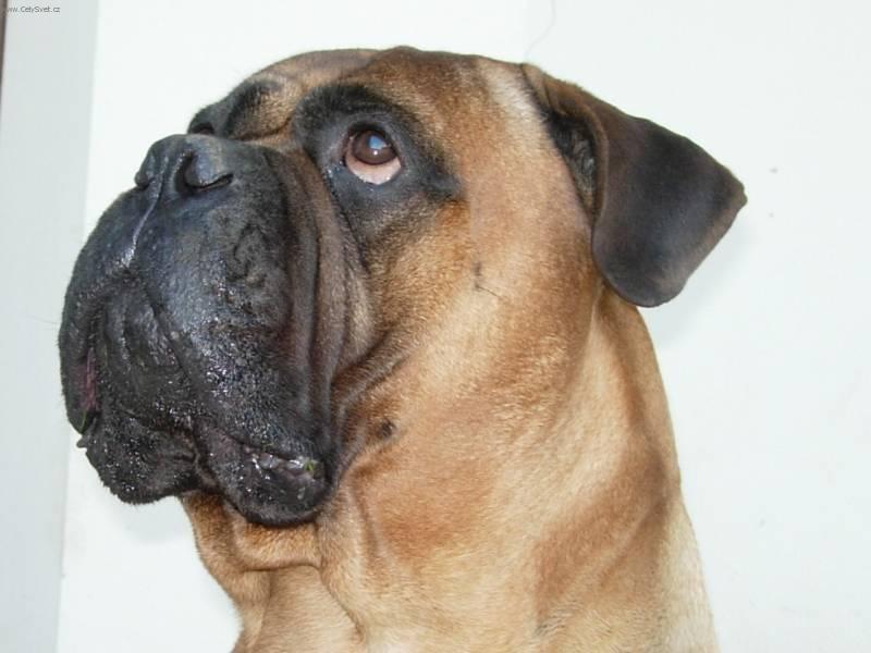 Фотографии к статье: Бульмастиф (Bullmastiff) / Советы по уходу и воспитанию породы собак, описание собаки, помощь при болезнях, фотографии, дискусии и форум.