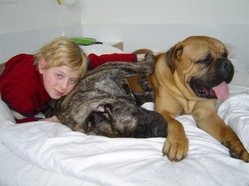 Фотографии к статье: Бульмастиф (Bullmastiff) / Советы по уходу и воспитанию породы собак, описание собаки, помощь при болезнях, фотографии, дискусии и форум.