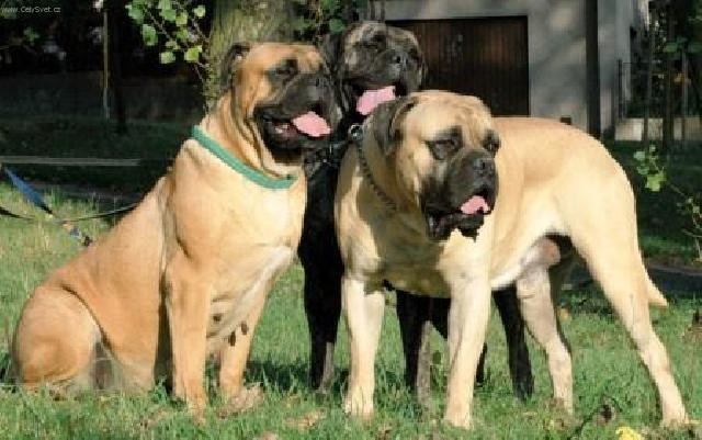 Фотографии к статье: Бульмастиф (Bullmastiff) / Советы по уходу и воспитанию породы собак, описание собаки, помощь при болезнях, фотографии, дискусии и форум.