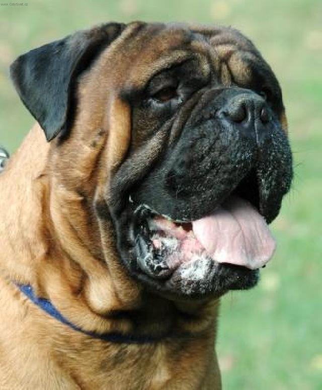 Фотографии к статье: Бульмастиф (Bullmastiff) / Советы по уходу и воспитанию породы собак, описание собаки, помощь при болезнях, фотографии, дискусии и форум.