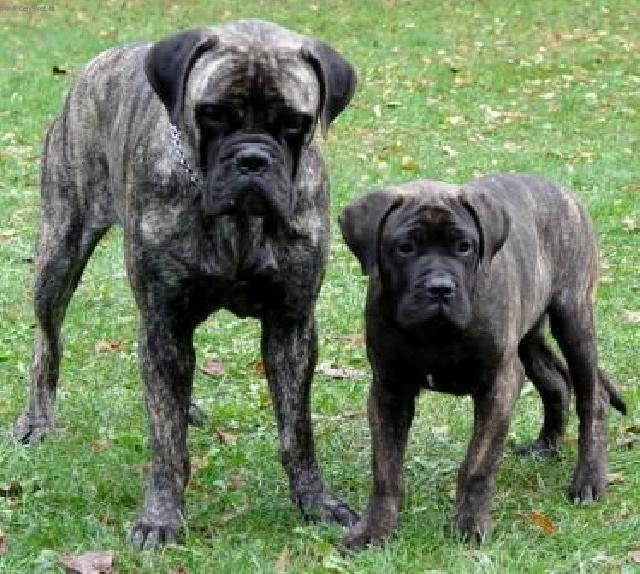 Фотографии к статье: Бульмастиф (Bullmastiff) / Советы по уходу и воспитанию породы собак, описание собаки, помощь при болезнях, фотографии, дискусии и форум.