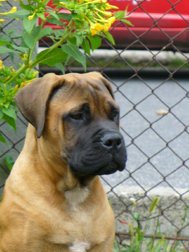 Фотографии к статье: Бульмастиф (Bullmastiff) / Советы по уходу и воспитанию породы собак, описание собаки, помощь при болезнях, фотографии, дискусии и форум.