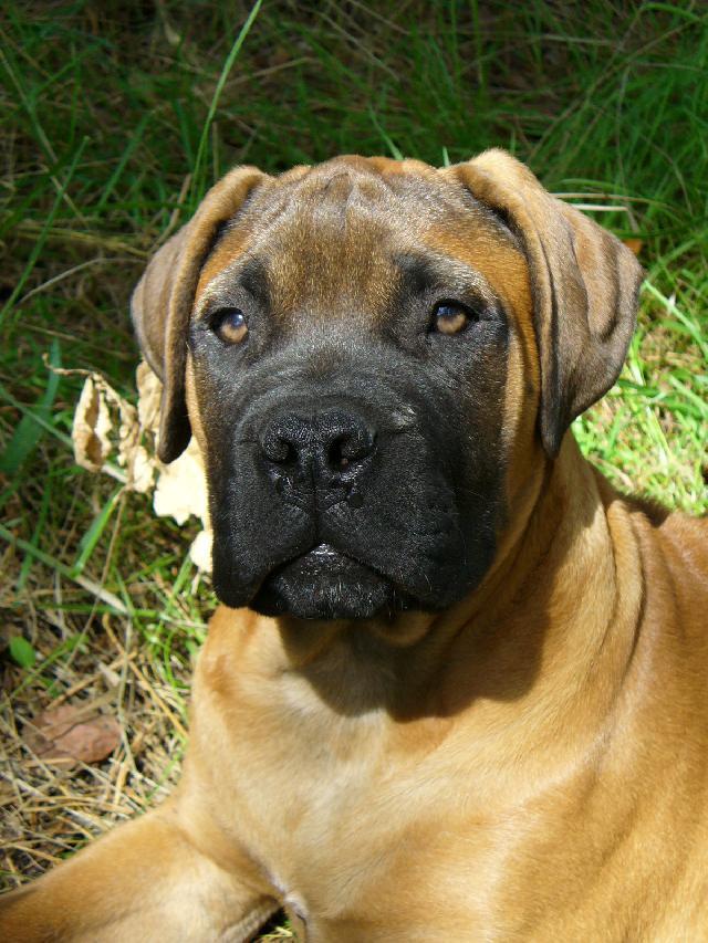 Фотографии к статье: Бульмастиф (Bullmastiff) / Советы по уходу и воспитанию породы собак, описание собаки, помощь при болезнях, фотографии, дискусии и форум.