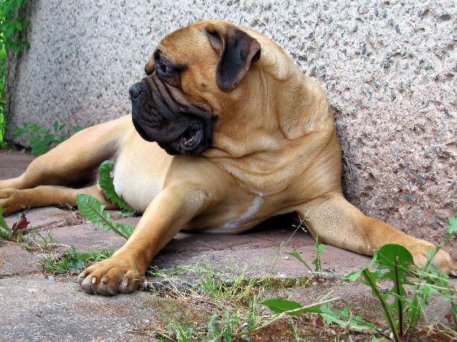 Фотографии к статье: Бульмастиф (Bullmastiff) / Советы по уходу и воспитанию породы собак, описание собаки, помощь при болезнях, фотографии, дискусии и форум.