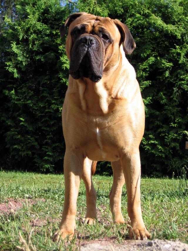 Фотографии к статье: Бульмастиф (Bullmastiff) / Советы по уходу и воспитанию породы собак, описание собаки, помощь при болезнях, фотографии, дискусии и форум.