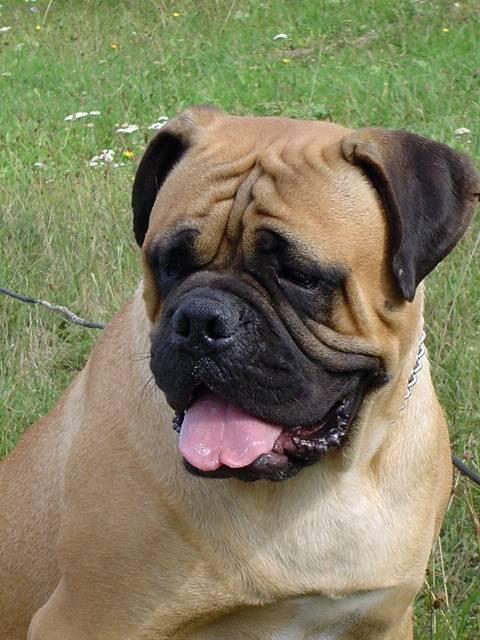 Фотографии к статье: Бульмастиф (Bullmastiff) / Советы по уходу и воспитанию породы собак, описание собаки, помощь при болезнях, фотографии, дискусии и форум.