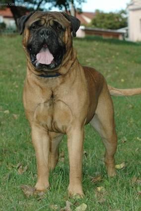 Фотографии к статье: Бульмастиф (Bullmastiff) / Советы по уходу и воспитанию породы собак, описание собаки, помощь при болезнях, фотографии, дискусии и форум.