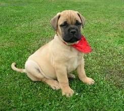 Фотографии к статье: Бульмастиф (Bullmastiff) / Советы по уходу и воспитанию породы собак, описание собаки, помощь при болезнях, фотографии, дискусии и форум.