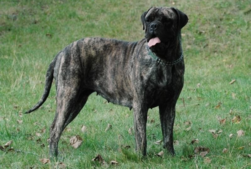 Фотографии к статье: Бульмастиф (Bullmastiff) / Советы по уходу и воспитанию породы собак, описание собаки, помощь при болезнях, фотографии, дискусии и форум.