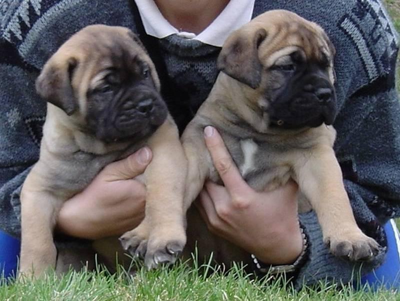 Фотографии к статье: Бульмастиф (Bullmastiff) / Советы по уходу и воспитанию породы собак, описание собаки, помощь при болезнях, фотографии, дискусии и форум.