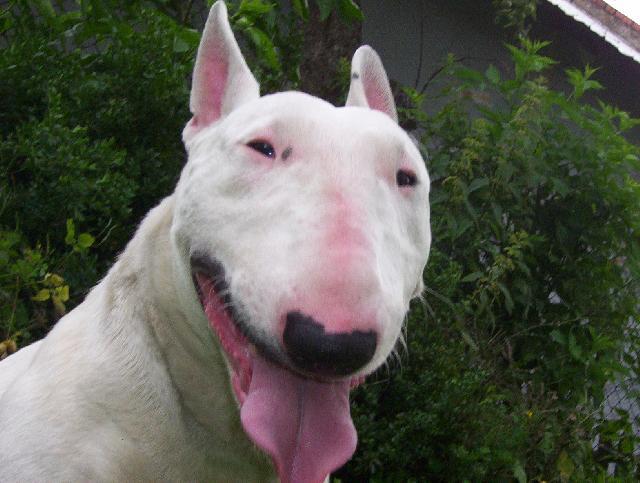 Фотографии к статье: Бультерьер (Bull Terrier) / Советы по уходу и воспитанию породы собак, описание собаки, помощь при болезнях, фотографии, дискусии и форум.