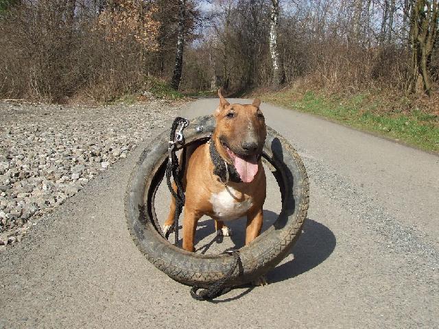 Фотографии к статье: Бультерьер (Bull Terrier) / Советы по уходу и воспитанию породы собак, описание собаки, помощь при болезнях, фотографии, дискусии и форум.