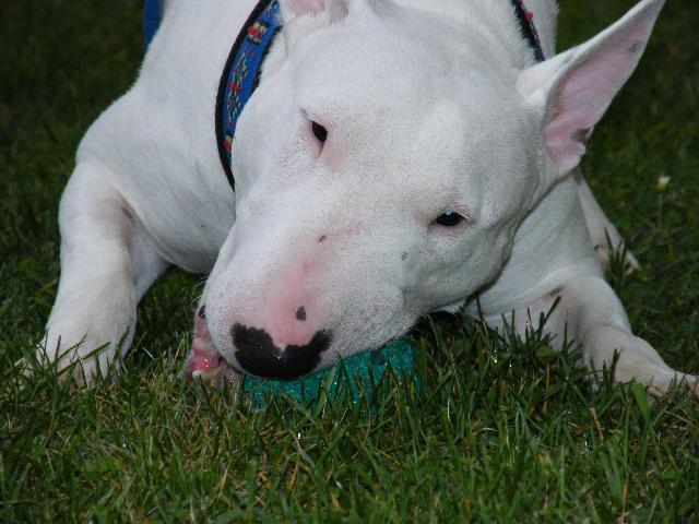 Фотографии к статье: Бультерьер (Bull Terrier) / Советы по уходу и воспитанию породы собак, описание собаки, помощь при болезнях, фотографии, дискусии и форум.