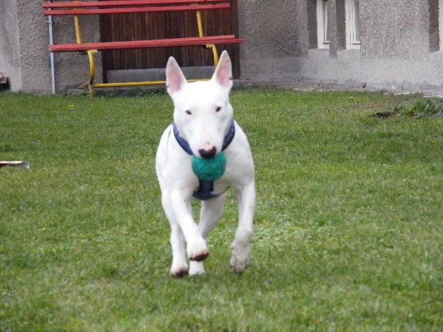 Фотографии к статье: Бультерьер (Bull Terrier) / Советы по уходу и воспитанию породы собак, описание собаки, помощь при болезнях, фотографии, дискусии и форум.