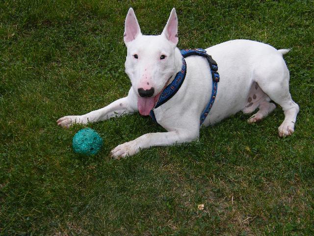 Фотографии к статье: Бультерьер (Bull Terrier) / Советы по уходу и воспитанию породы собак, описание собаки, помощь при болезнях, фотографии, дискусии и форум.