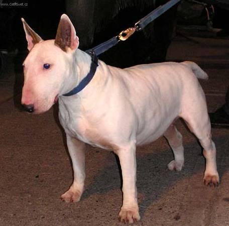 Фотографии к статье: Бультерьер (Bull Terrier) / Советы по уходу и воспитанию породы собак, описание собаки, помощь при болезнях, фотографии, дискусии и форум.